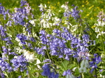 FZ005215 Blue and white Bluebells (Scilla non-scripta) in Dyffryn Gardens.jpg